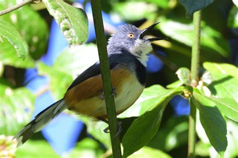 Black Collared Apalis Holmen Birding Safaris