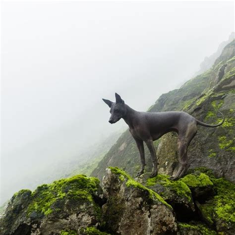 Perro desnudo peruano Carácter y Actitud Fotos de Razas de Perros