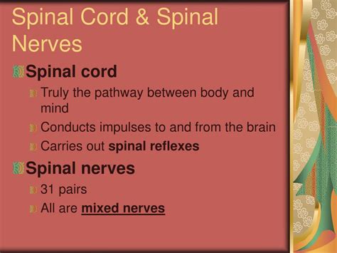 Ppt Cns The Spinal Cord Spinal Nerves And Spinal Reflexes Powerpoint Presentation Id 6681924