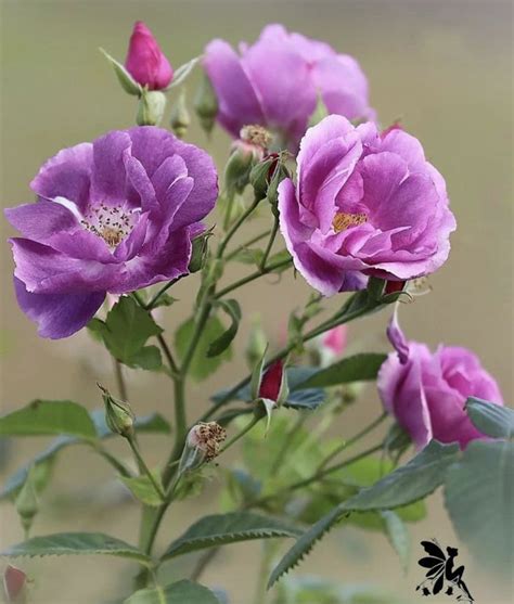 Pin De Carmen Luaces S En FLORES Naturales Flores Flores Naturales