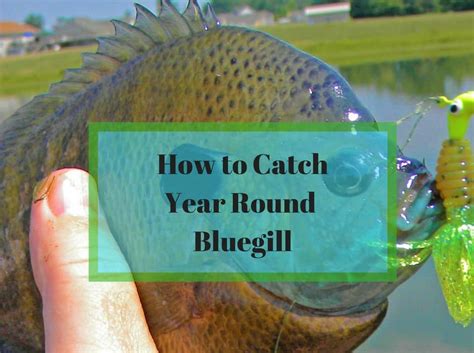 How To Catch Bluegill Fishing Guide Rangetoreel