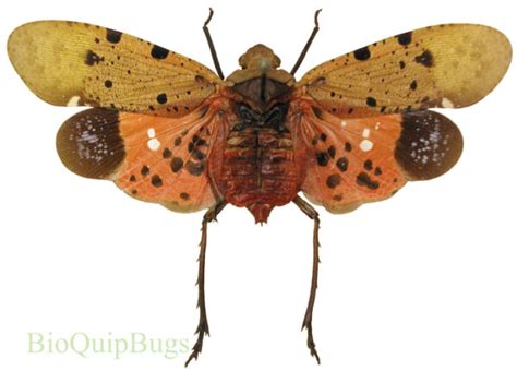 Penthicodes Atomaria Bioquipbugs