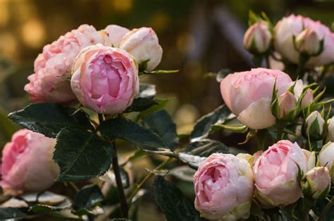 Edelrose Lovely Rokoko ® - Rosa Lovely Rokoko ® günstig kaufen