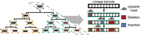 Allen Discovery Center For Lineage Tracing