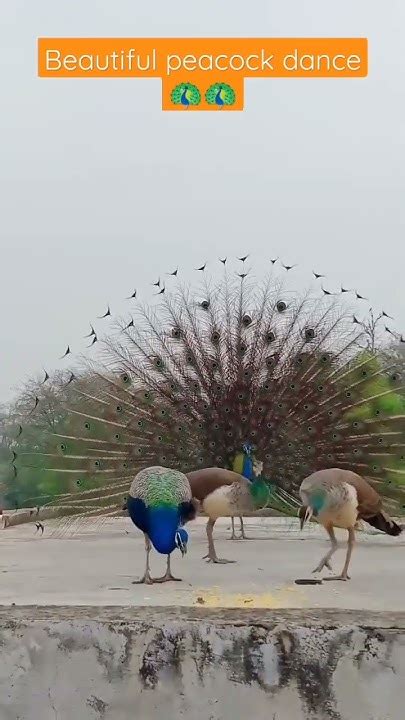 Beautiful Peacock Dance 🦚🦚 Peacoc Short Video Youtube