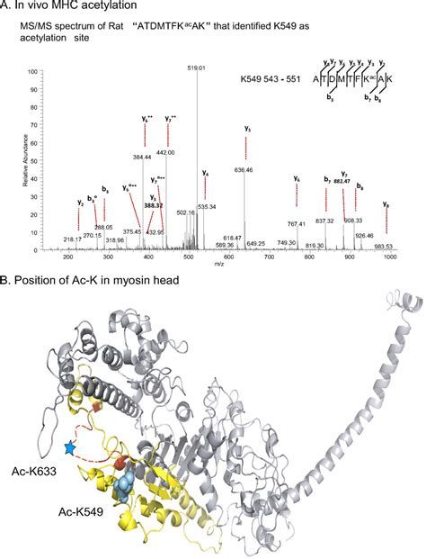 Hdac Dependent Reversible Lysine Acetylation Of Cardiac Myosin Heavy