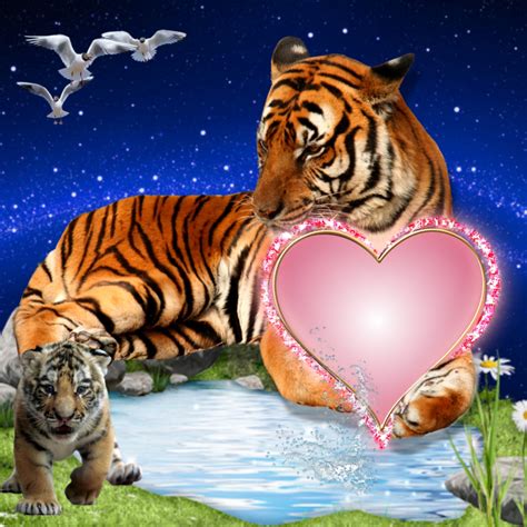 It SMichelle S Wildlife Frames 2016 August 2017 March Tiger Love