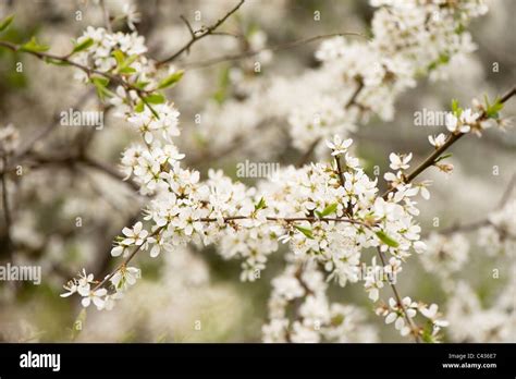 Prunus Spinosa Blackthorn In Flower Stock Photo Alamy