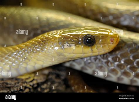 Zamenis Longissimus Fotos Und Bildmaterial In Hoher Aufl Sung Alamy