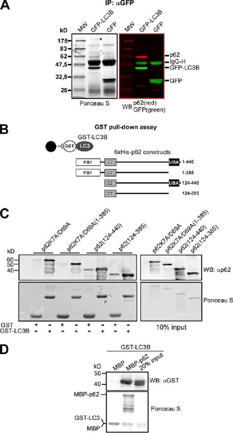 Figure 1 From P62sqstm1 Binds Directly To Atg8lc3 To Facilitate