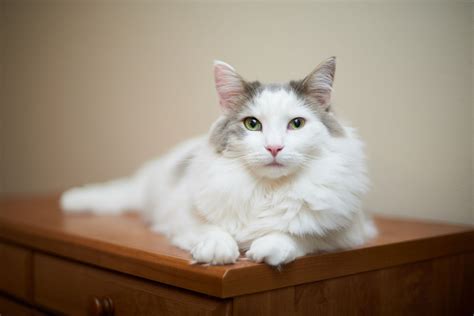 10 Cat Breeds That Are Rare to Find