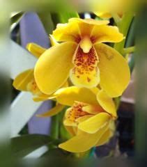 Pin de Tanya YOVCHEVA em Орхидеи Orchids Orquídeas Orquideas cuidados