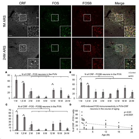 Figure From Corticotropin Releasing Factor Producing Cells In The