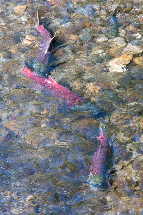 Salmon spawning in Alaska stock photo. Image of adult - 59842168