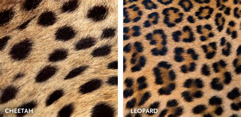 Cheetah Or Leopard How To Distinguish Between Them