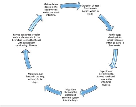 Ascaris Lumbricoides Life Cycle