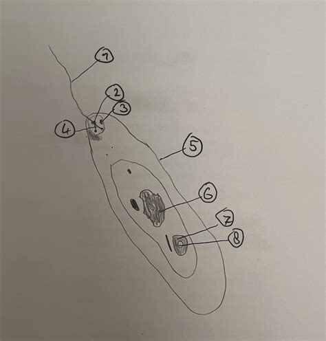 Euglena Augentierchen Diagram Quizlet