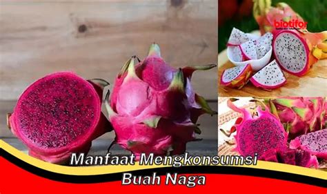 Temukan Manfaat Konsumsi Buah Naga Yang Jarang Diketahui Biotifor