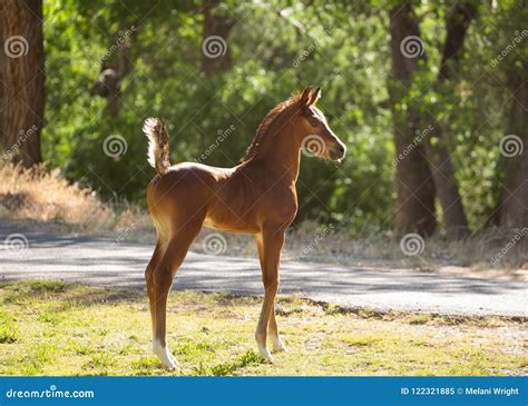 Young Arabian Horse Colt Standing With It`s Tail Straight Up In The Air