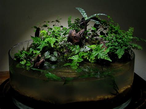 Wabi Kusa Paludarium Dendroboard Indoor Water Garden Garden