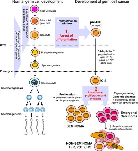 Embryonal Carcinoma Cells