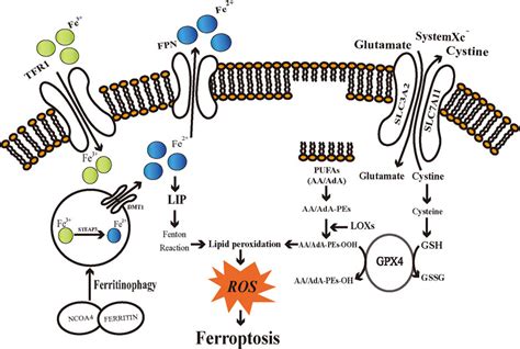 Frontiers Ferroptosis Mechanism And Connections With Cutaneous Diseases