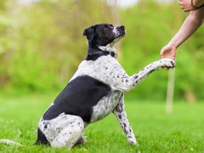 Apprendre Son Chien Donner La Patte