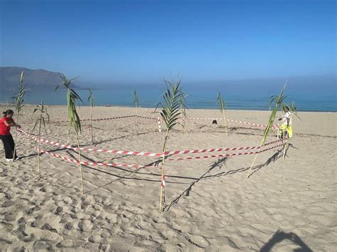 Evento Eccezionale Schiusa Delle Uova Di Tartaruga Nella Spiaggia Di