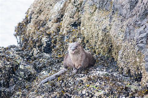 10+ Annoyed Otter Stock Photos, Pictures & Royalty-Free Images - iStock
