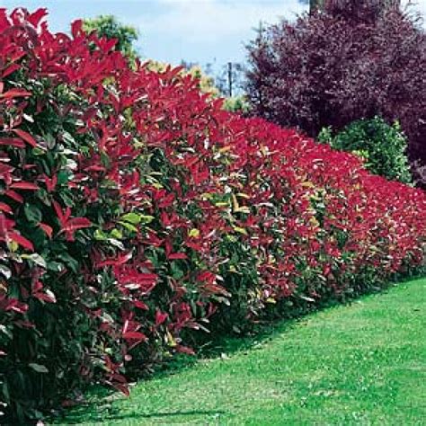 Photinia Fraseri Robusta Photinia