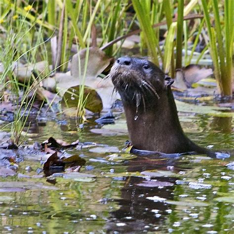 River Otter Water Color I Was Taking A Sunday Morning Walk Flickr