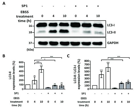 Western Blotting Analysis Of Lc I And Lc Ii Levels In The Cho Cells