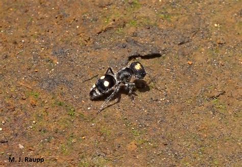 Return To Volcán Del Toro Costa Rica Dashing Velvet Ants Mutillidae