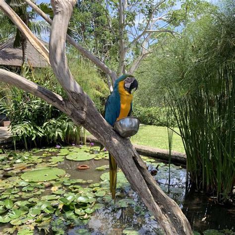 Bali Bird Park Gianyar Regency Bali Indonesia Avia Temple