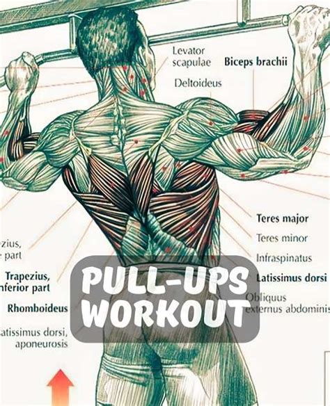 Pull Ups Back Exercise Superset Program