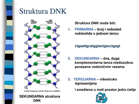 PPT - Istorijat, građa DNK , RNK, proteina PowerPoint Presentation ...