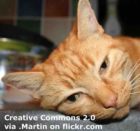Breaking News English Listening Ginger Cats