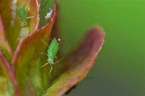 3 Formas De Deshacerse De Los Trips En Las Plantas De Interior