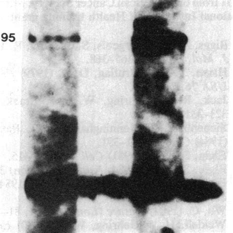 Binding Of Various 32p Labeled Dnas To Nuclear Proteins From A673 Cells