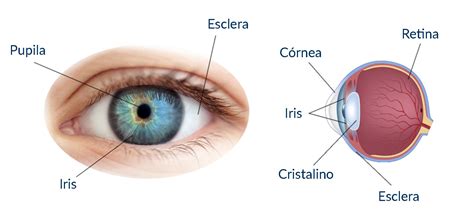 Kaufer Clínica De Ojos CÓrnea Capas De La Cornea Optica Y