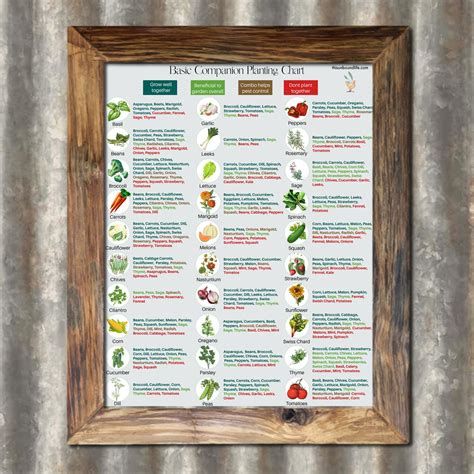 Basic Companion Planting Chart Printable Poster Companion Planting