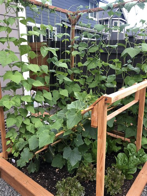 Cucumbers And Pole Beans Are Starting To Formfirst Time Growing