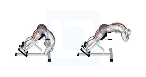 Rounded Back Extension Guide Benefits And Form