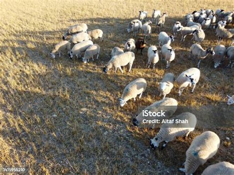 Beautiful Lamb And Sheep Farms At England Stock Photo Download Image