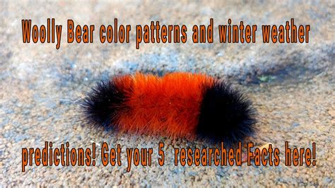 Can A Woolly Bear Really Forecast Winter Five Researched Facts