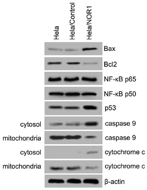 Apoptosis Related Gene Expression In Nor1 Induced Apoptosis Western Download Scientific