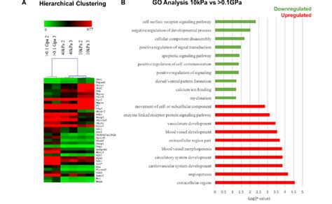 Rnaseq Gene Expression Hierarchical Clustering And Gene Ontology Go Download Scientific