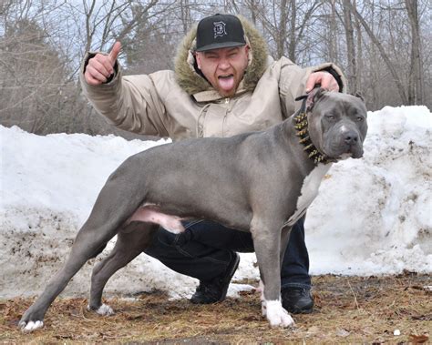 Hopsin Xxl Pitbull Aaaaaaaaaaaa Worlds Finest Pit Bulls