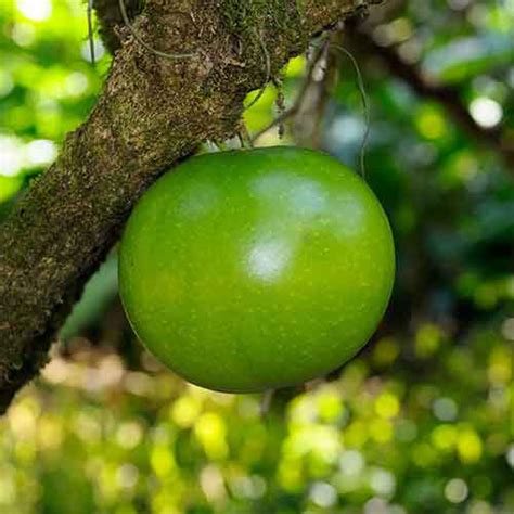 Calabash Fruit Nutrition Facts Calabash Fruit Health Benefits