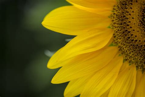 Fotos gratis naturaleza flor fotografía luz de sol pétalo verde